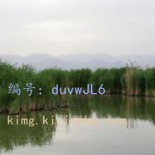 4290(w) 4290(w)
